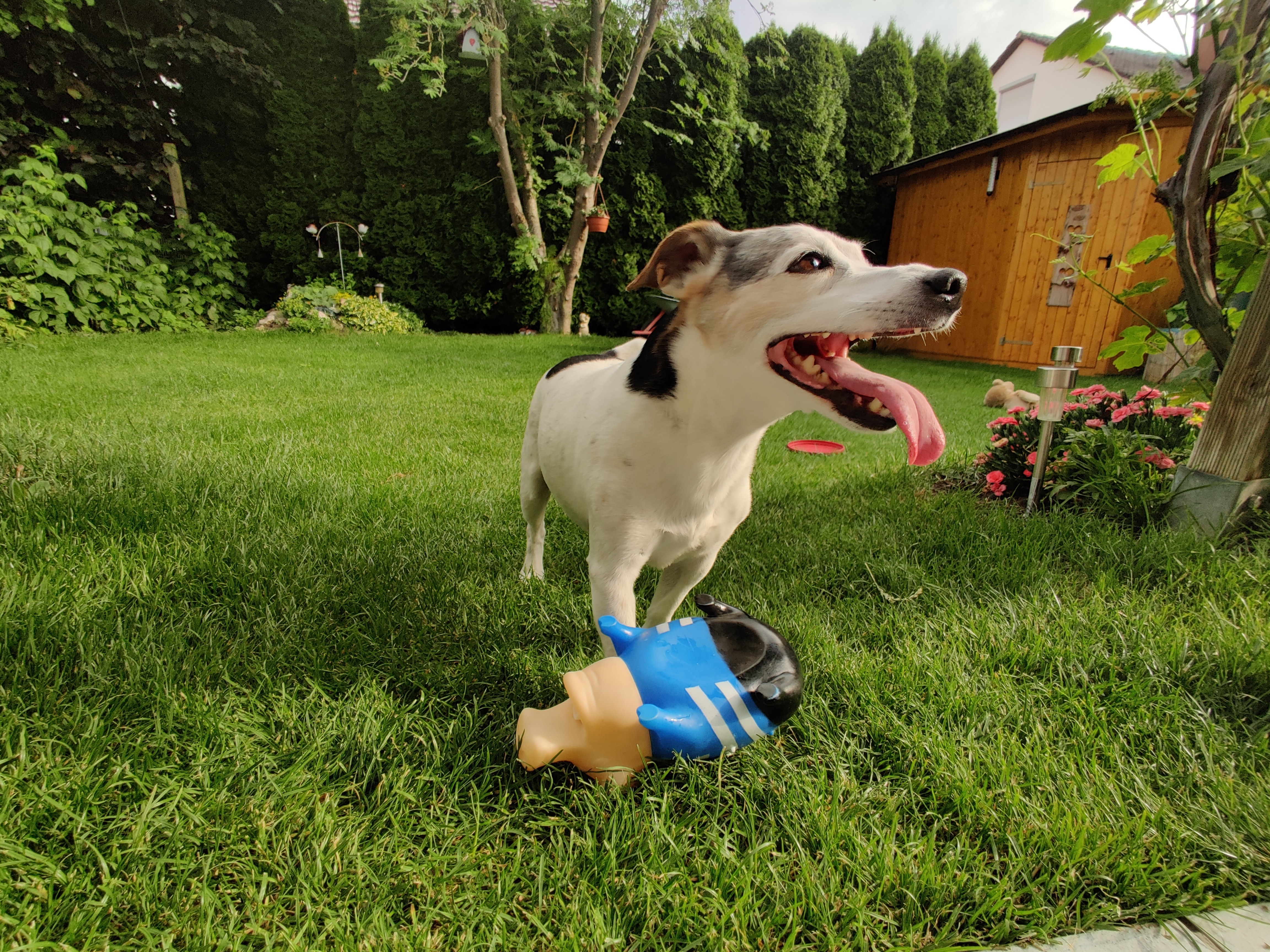 Sammy – drittes Erinnerungsfoto