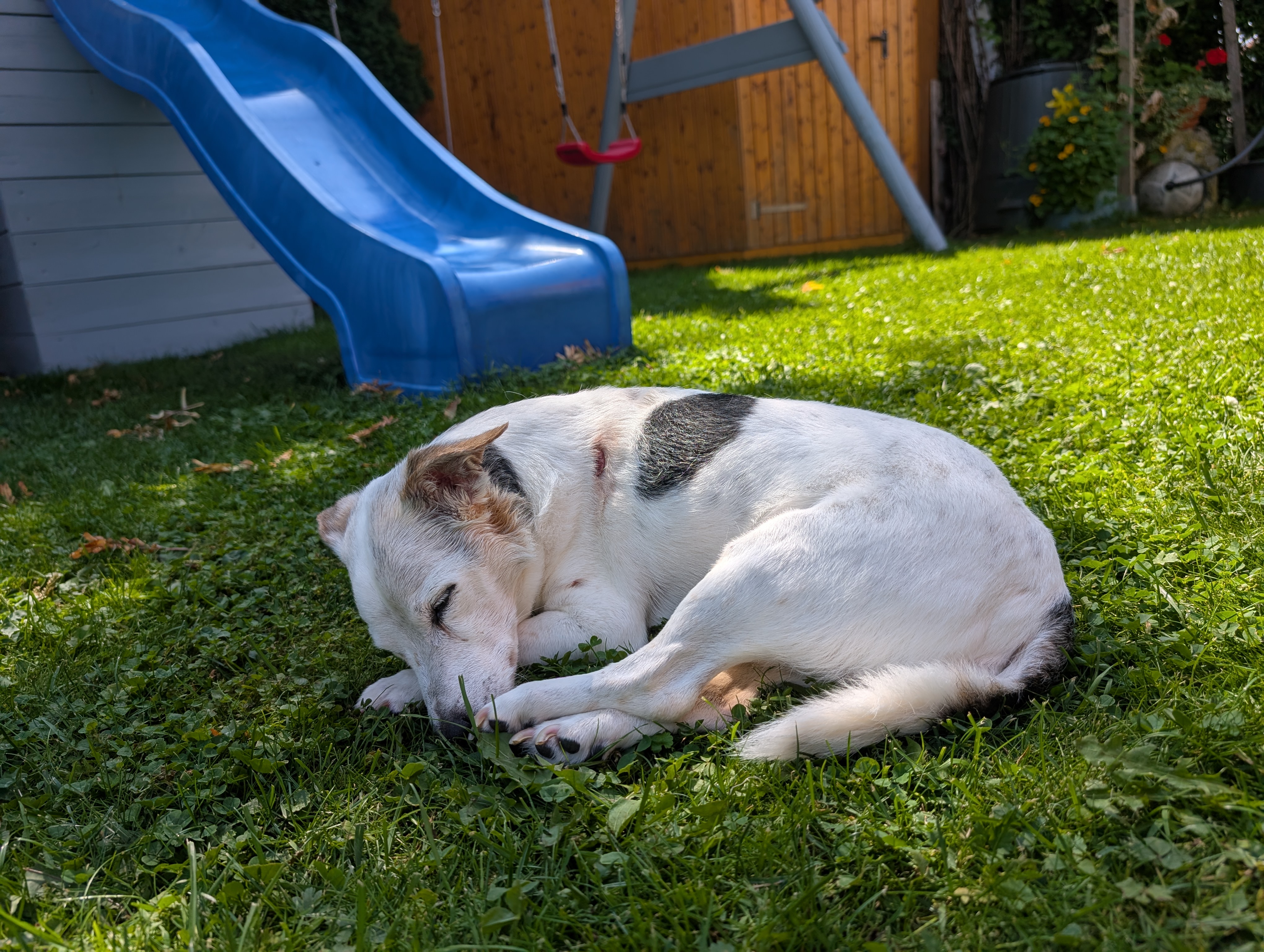 Sammy – fünftes Erinnerungsfoto