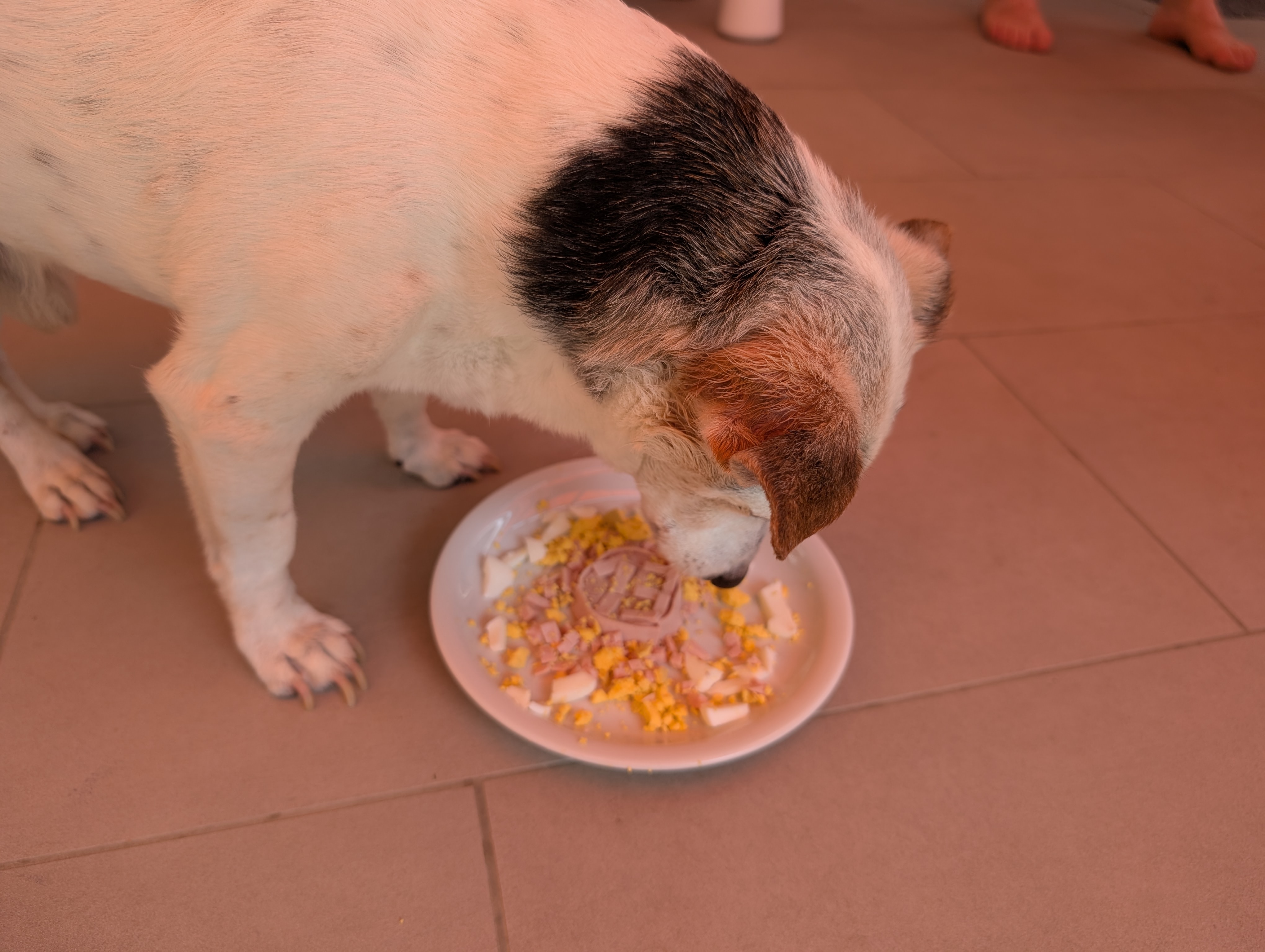 Sammy – sechstes Erinnerungsfoto